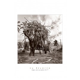 Les posters d'Edgar La Réunion "coupeur"