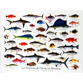 Posters les poissons de La Réunion Jade