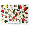 Les posters les fleurs de La Réunion Jade