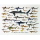 Les posters Requins de La Réunion Jade