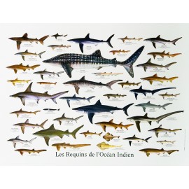 Les posters "Requins de La Réunion" Jade Editions.